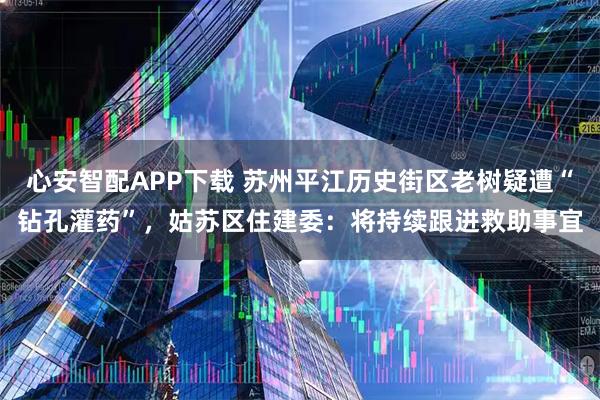 心安智配APP下载 苏州平江历史街区老树疑遭“钻孔灌药”，姑苏区住建委：将持续跟进救助事宜